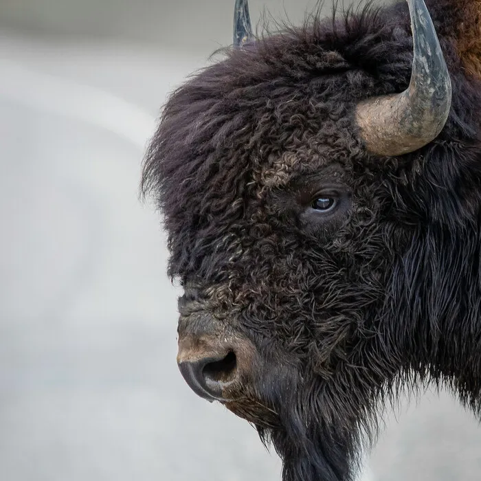 a close-up of a bison's face