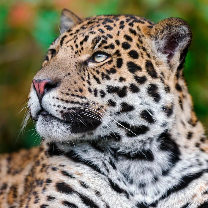 a close-up of a jaguar's face