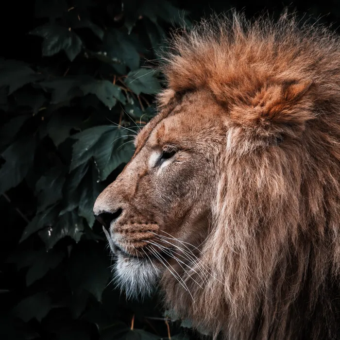 a close-up of a lions's face
