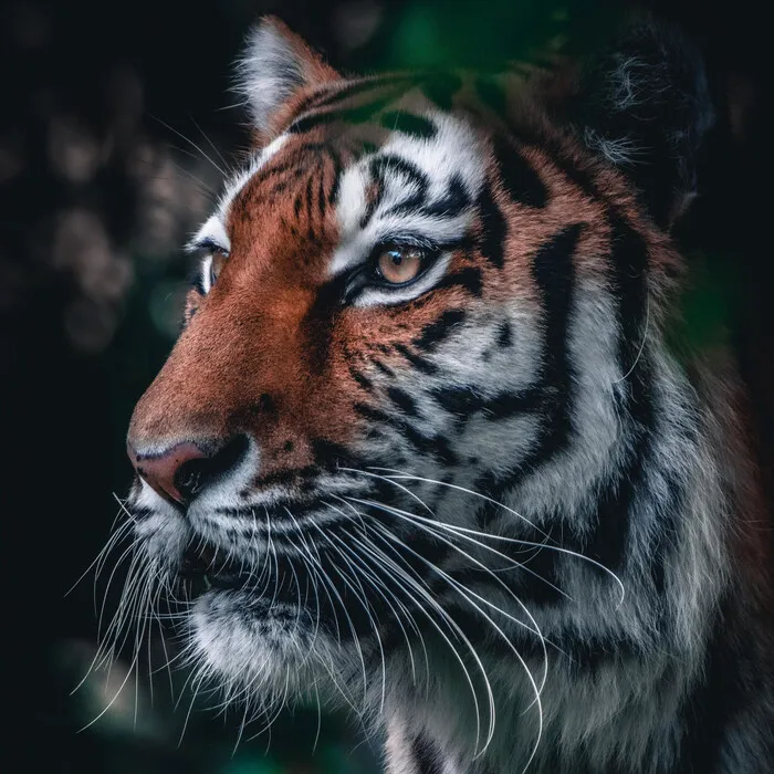 a close-up of a tiger's face